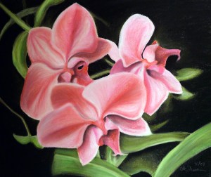 Orchids Drawing