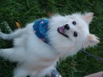 Preston_pom_dog 002