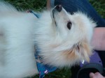 Preston_pom_dog 009