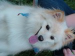 Preston_pom_dog 010
