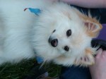 Preston_pom_dog 011
