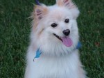 Preston_pom_dog 012
