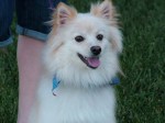 Preston_pom_dog 013