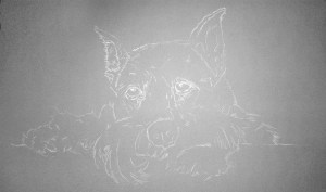 dog sketch