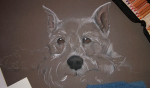 schnauzer portrait