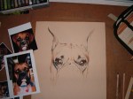 dog boxer drawing