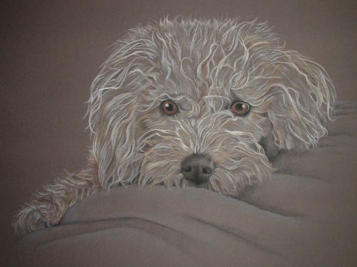 drawing dog portrait