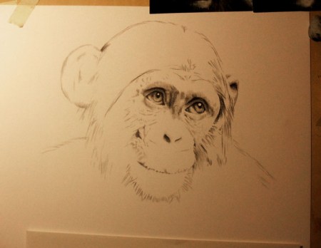 drawing update chimpanzee