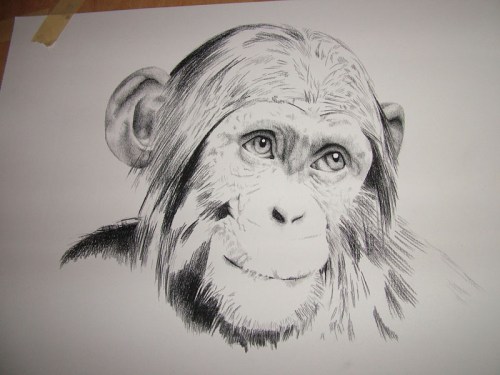 Mubusu Chimpanzee Portrait Drawing