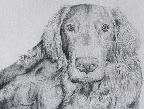 charcoal dog portrait drawing
