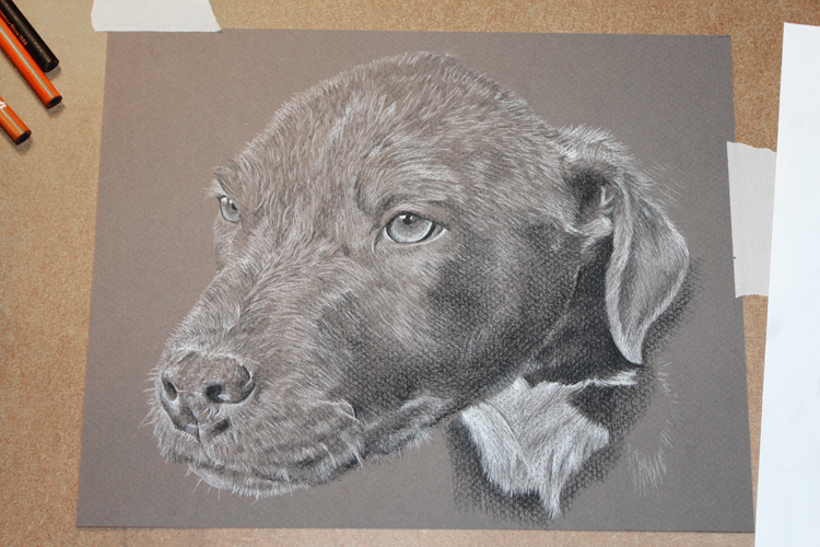 Puppy charcoal drawing