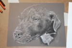 Puppy charcoal drawing