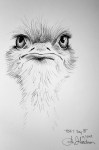 Misfit Ostrich Ink drawing by Alecia Goodman