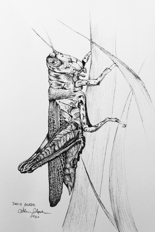 Inktober Day 5 Blade grasshopper ink drawing by alecia goodman 2020 to present