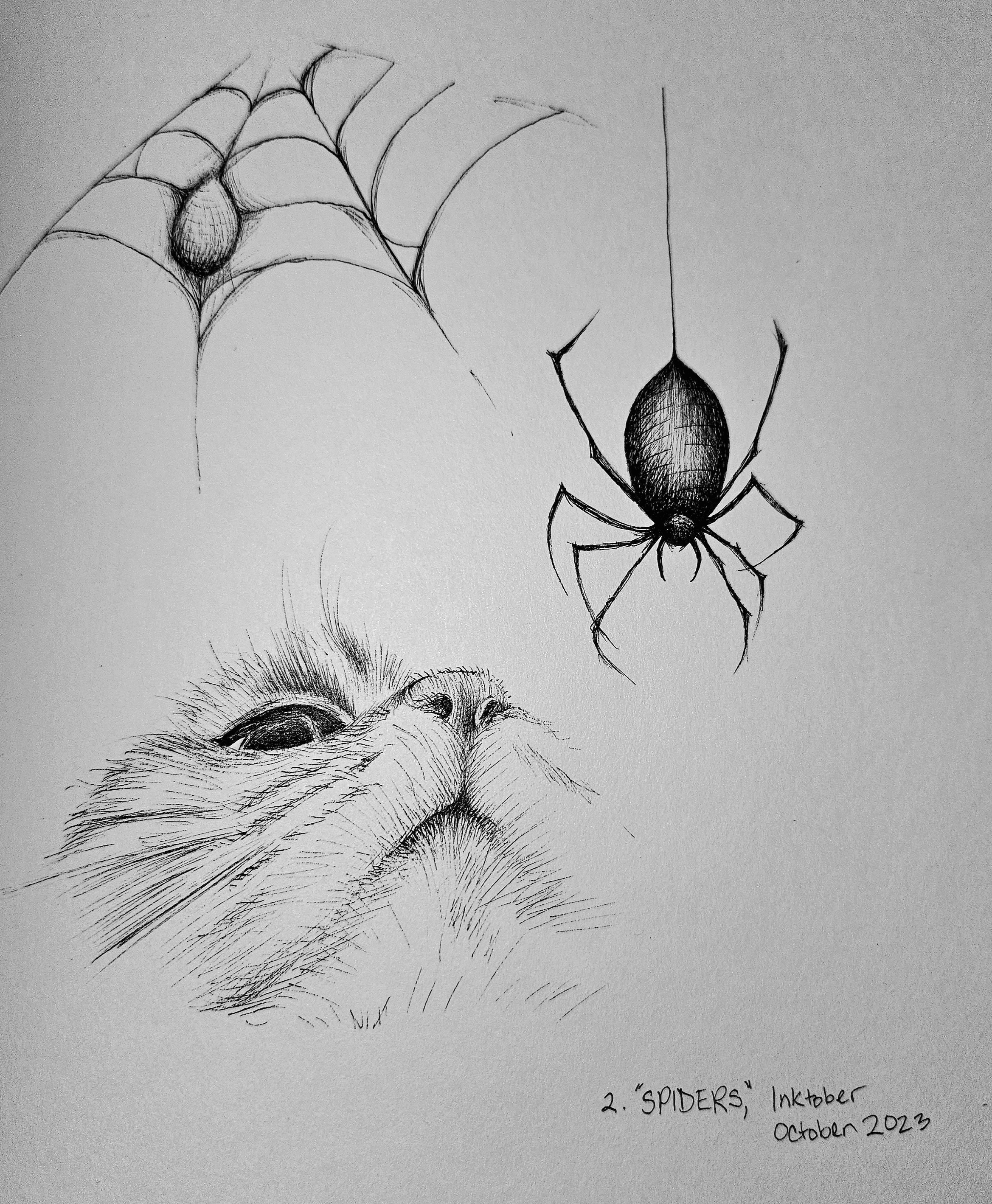 Looking at a cat from below that's Looking at a spider protecting her babies or having a conversation ink drawing by alecia goodman copyright 2023 to present